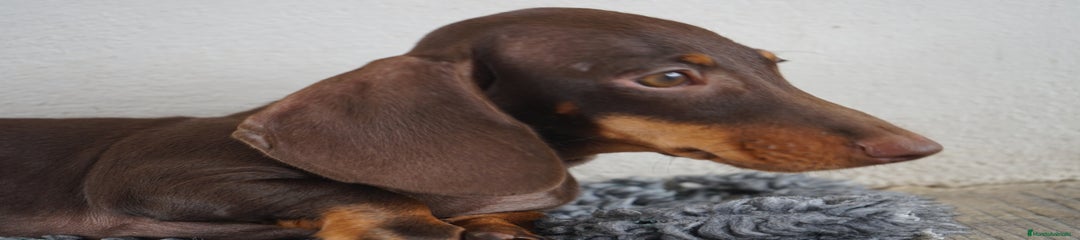BOMGO
