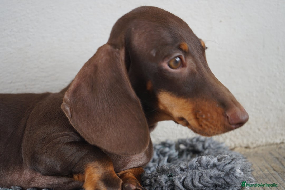 Teckel Miniatura perros en venta: 🐾 Bongo y Cacao – Teckel miniatura 🐾 - Imagen 6