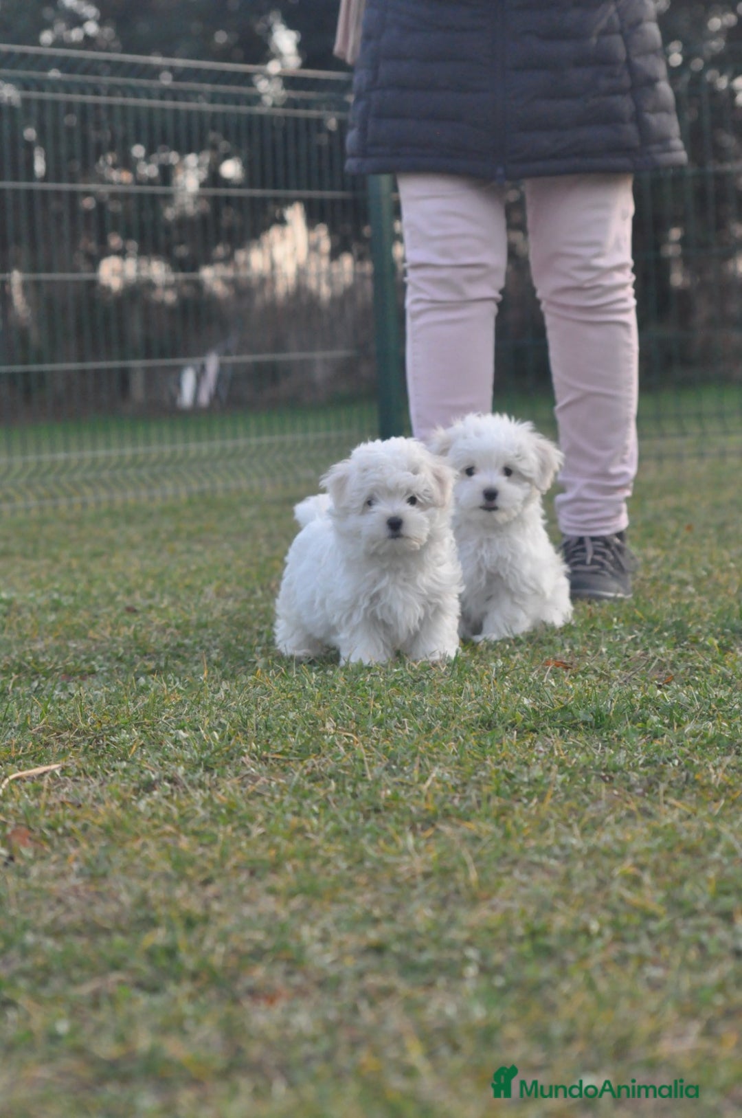Bichón Maltés perros en venta: expectaculares cachorros - Anuncio 3
