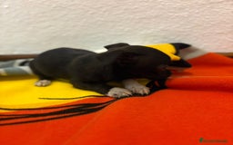 Chihuahua perros en venta: Chihuahua toy - Imagen 11