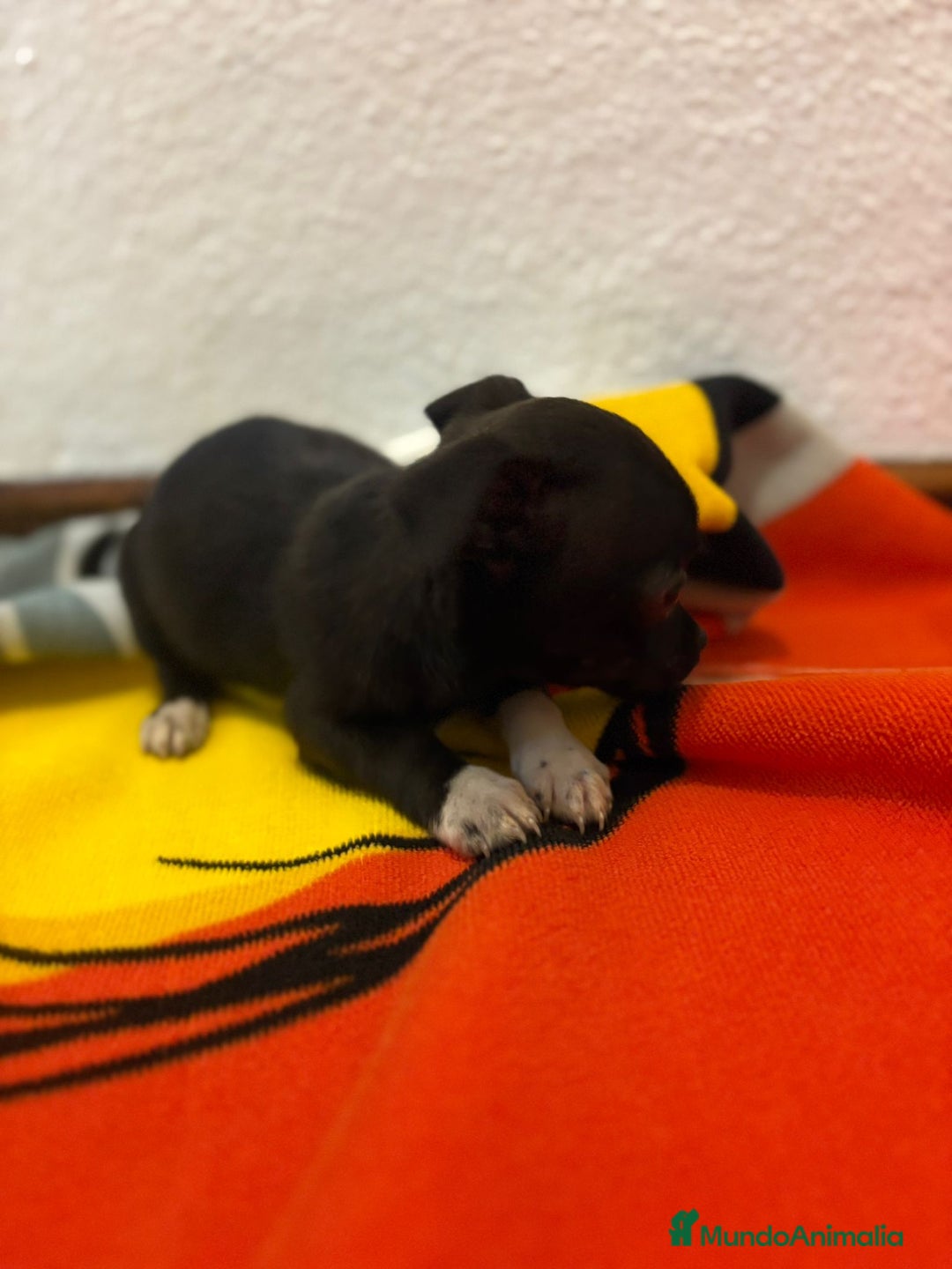 Chihuahua perros en venta: Chihuahua toy - Imagen 11
