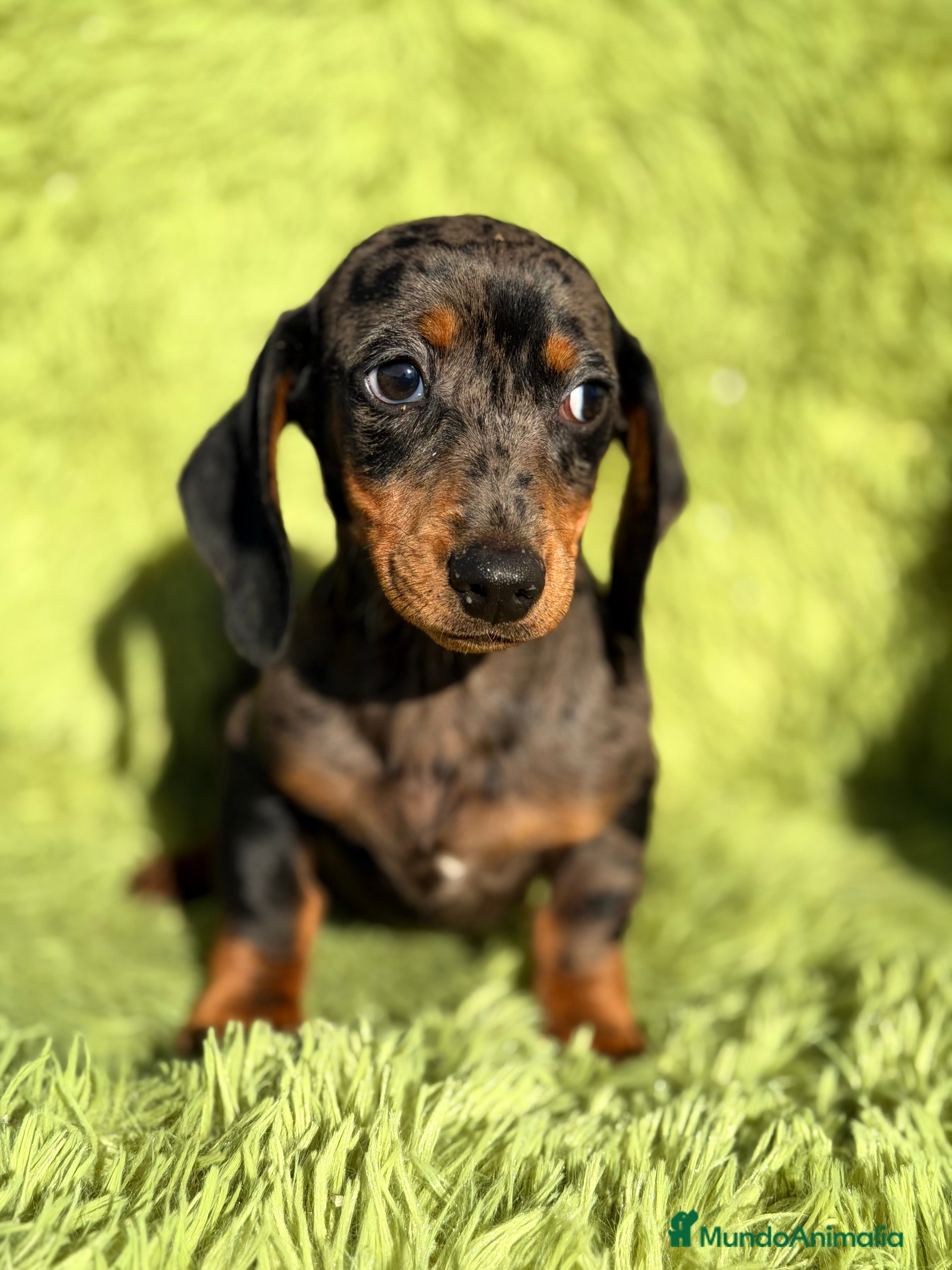 Teckel Miniatura perros Teckel miniatura Arlequin  - Anuncio 2