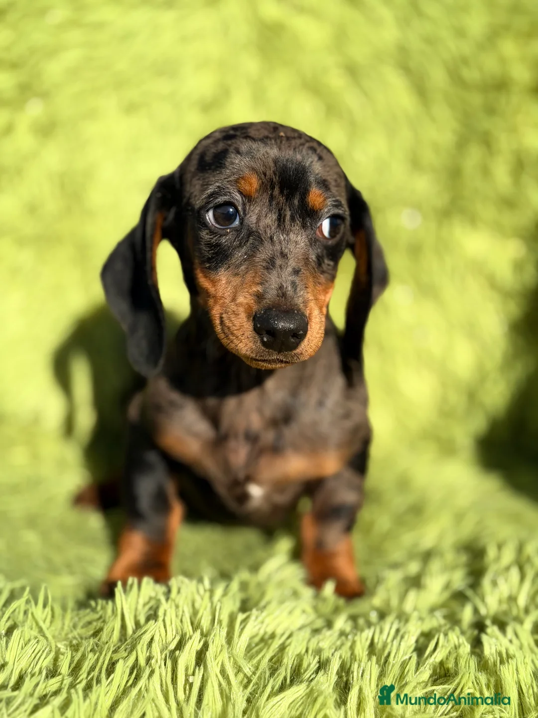 Teckel Miniatura perros en venta: Teckel miniatura Arlequin  - Anuncio 2