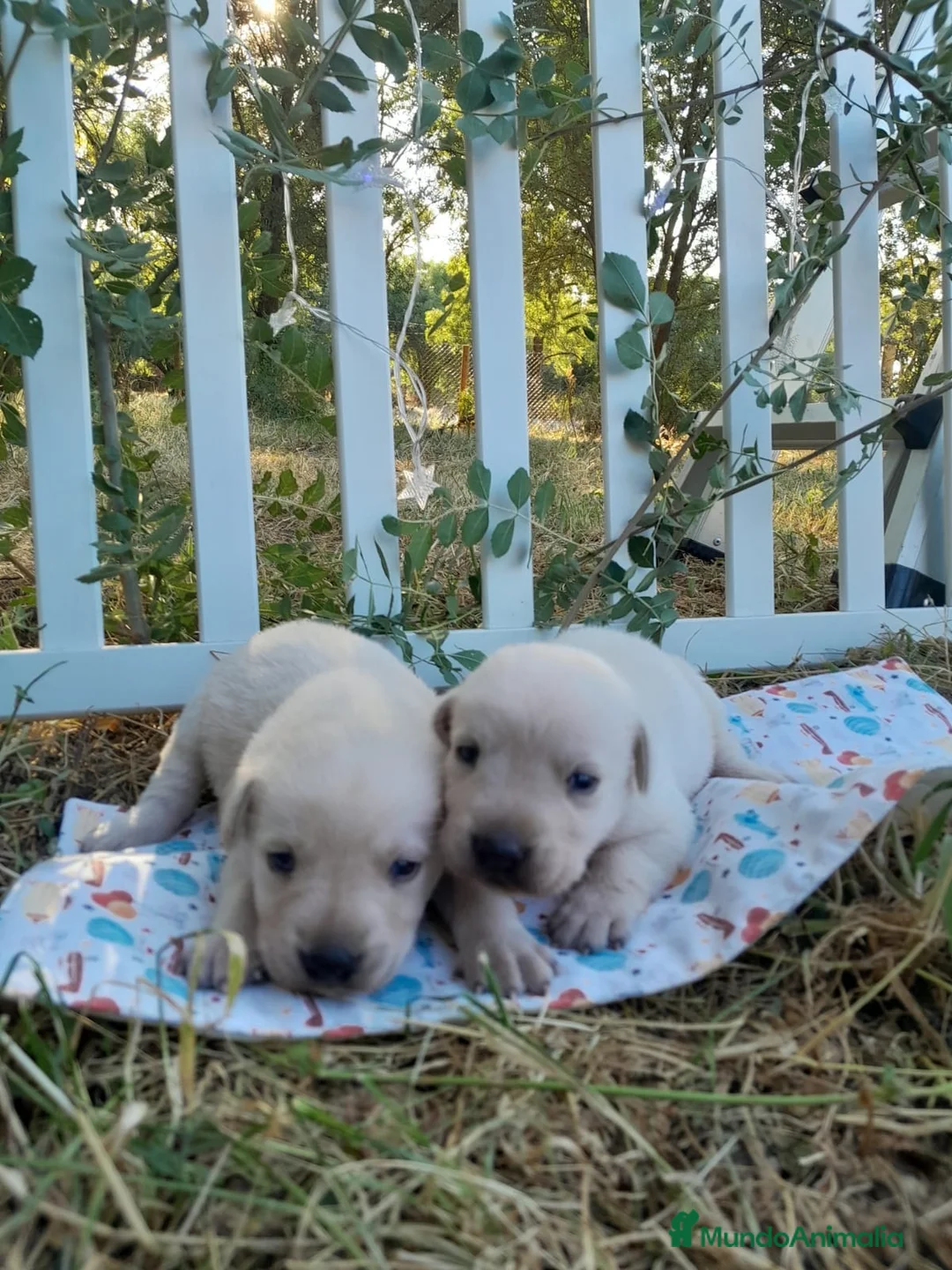 Labrador Retriever perros en venta: Preciosa camada de Labrador Retriever - Anuncio 2