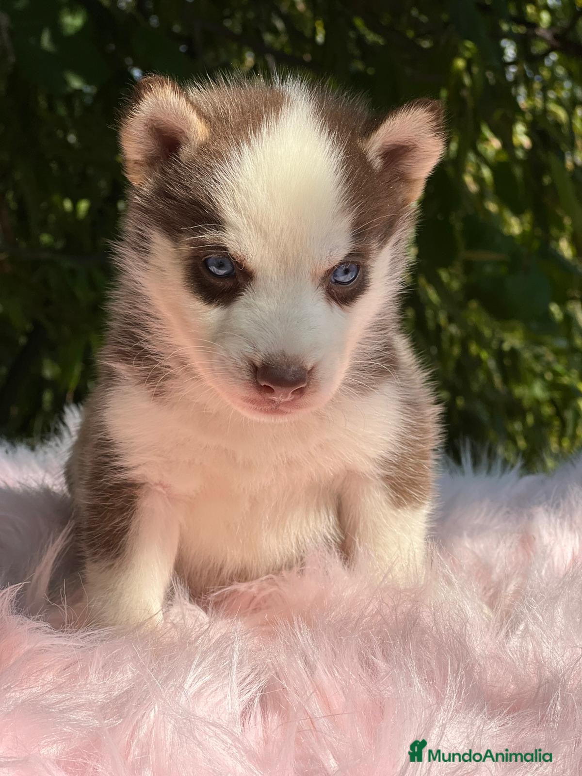 Husky Siberiano perros HUSKY SIBERIANO ROJO OJOS AZULES - Anuncio 2