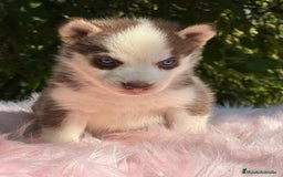 Husky Siberiano perros en venta: HUSKY SIBERIANO ROJO OJOS AZULES - Imagen 2