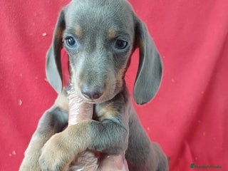 Teckel Miniatura perros - Anuncio 3