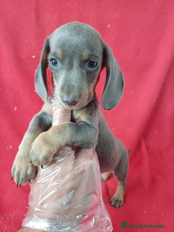 Teckel Miniatura perros - Anuncio 4