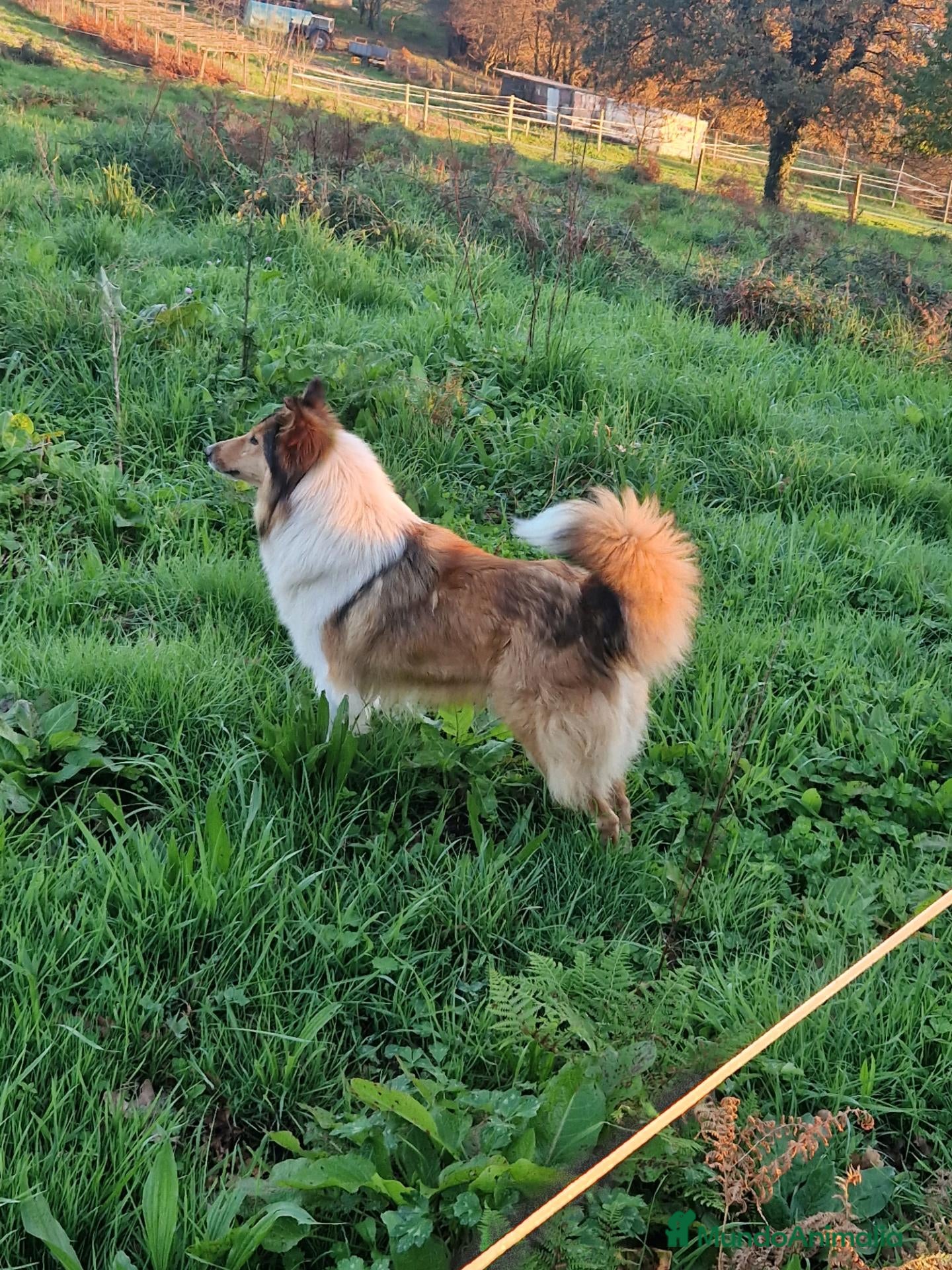 Border Collie perros Rough collie  - Anuncio 1