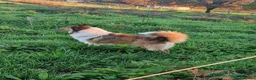 Border Collie perros en venta: Rough collie  - Anuncio 1