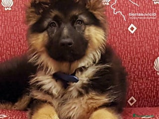 Pastor Alemán perros Cachorro pelo largo en Burgos - Anuncio 6