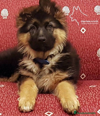 Pastor Alemán perros Cachorro pelo largo en Burgos - Anuncio 5