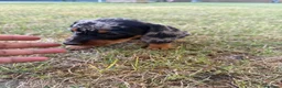 Teckel Miniatura perros en venta: CAMADA TECKEL MINI - Anuncio 2