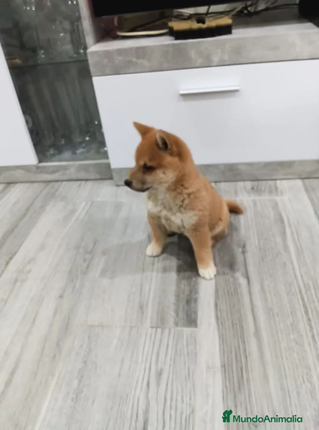 Shiba Inu perros en venta: Shiba inu - Anuncio 2