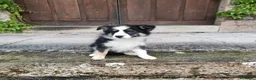 Border Collie perros en venta: Macho tricolor Border collie🐾🐶 en Sevilla - Anuncio 1