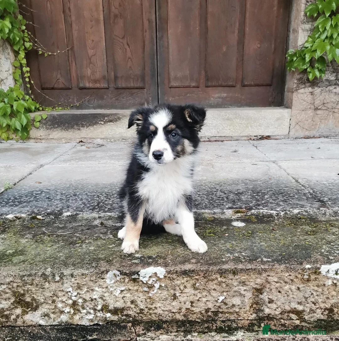 Border Collie perros en venta: Macho tricolor Border collie🐾🐶 en Sevilla - Anuncio 1