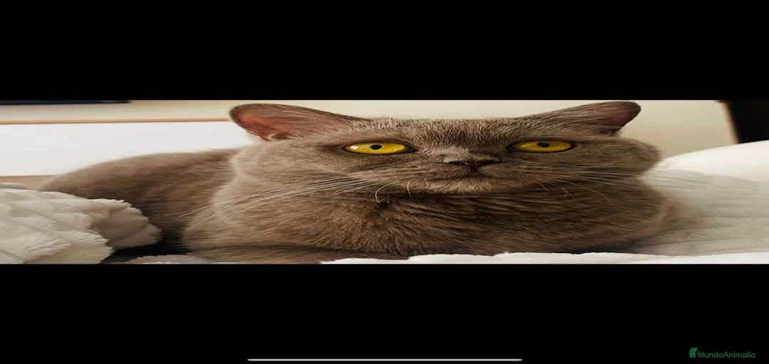 Imagen de galería {{count}}