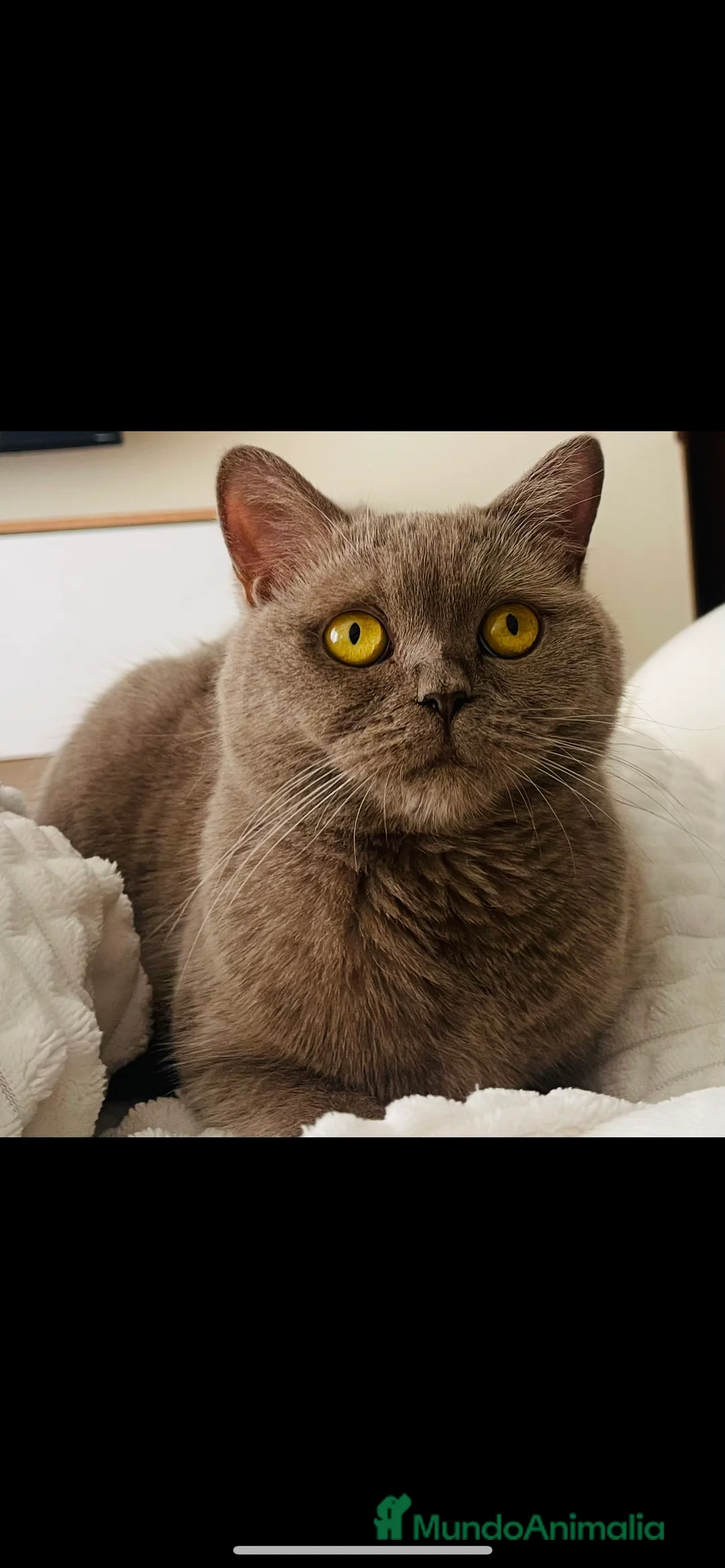 Imagen de galería {{count}}