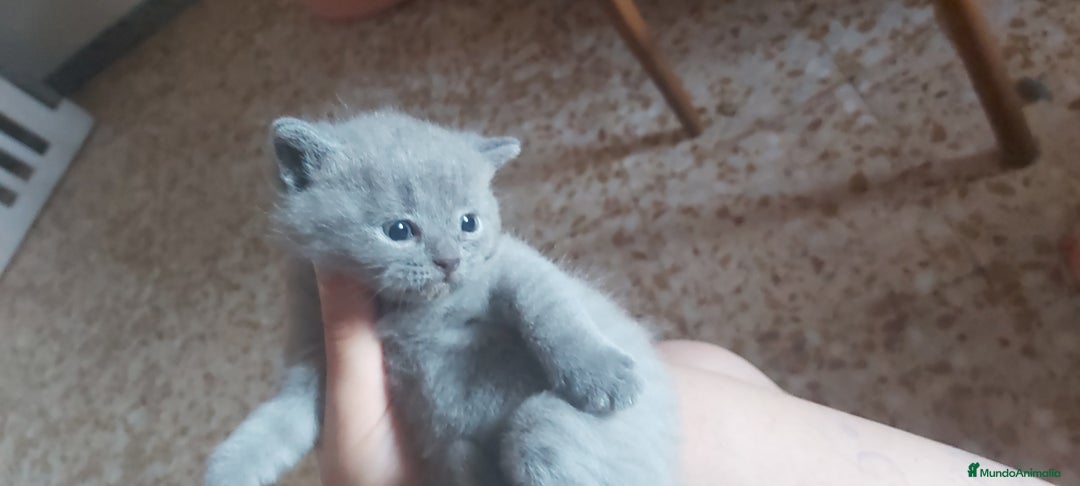 Británico de Pelo Corto Azul gatos en venta: Gatito british azul precioso - Imagen 3