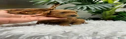 Caniche Enano perros en venta: CANICHE ENANO - Anuncio 4