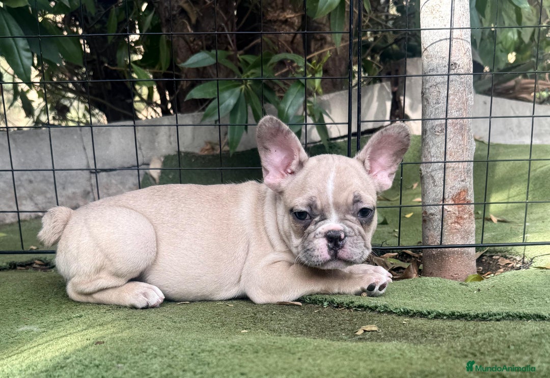 Bulldog Francés perros en venta: Bulldog francés machos  - Imagen 3