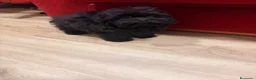 Shihpoo perros en venta: Monísima ShihPoo negra - Anuncio 4