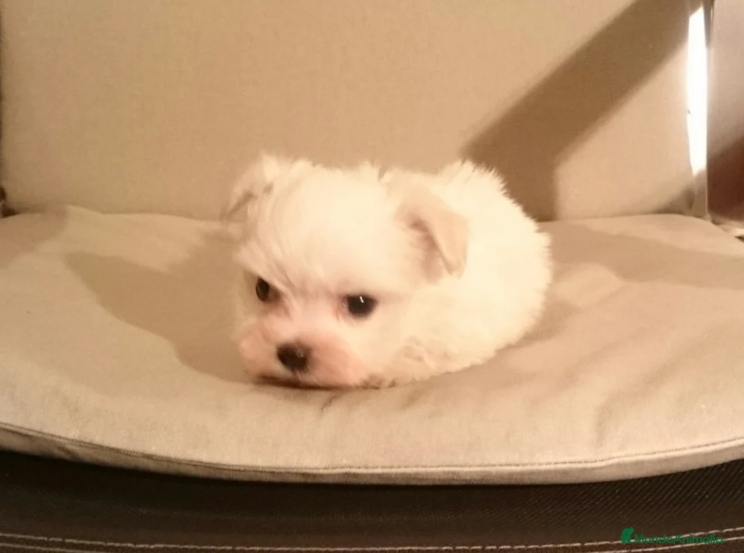 Bichón Maltés perros en venta: Bichón Maltés en Barcelona - Anuncio 2