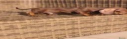 Teckel Miniatura perros en venta: Teckel Mini chocolate hembra y macho  - Anuncio 13
