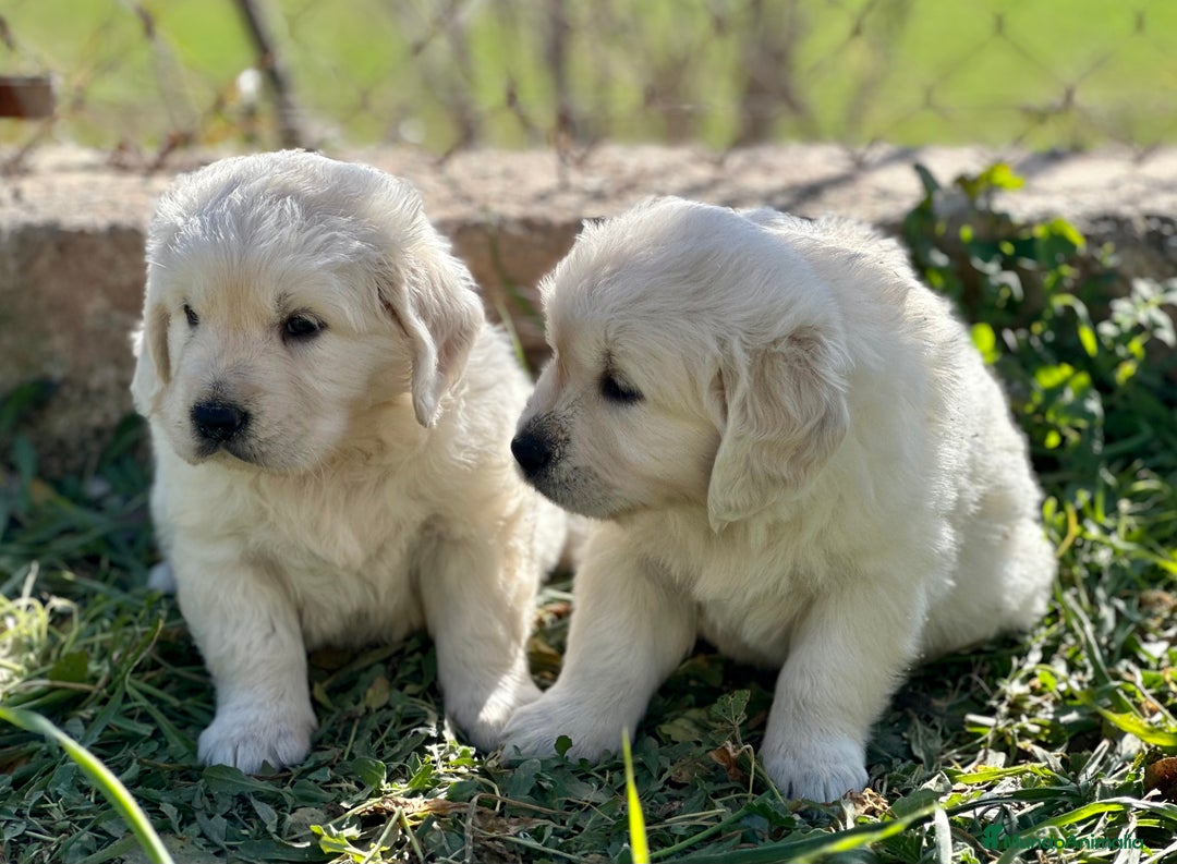 Golden Retriever perros en venta: GOLDEN RETRIEVER NACIONAL CALIDAD en Barcelona - Imagen 2