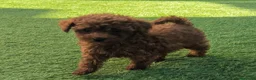Caniche Toy perros en venta: Caniche Toy rojo  - Anuncio 6