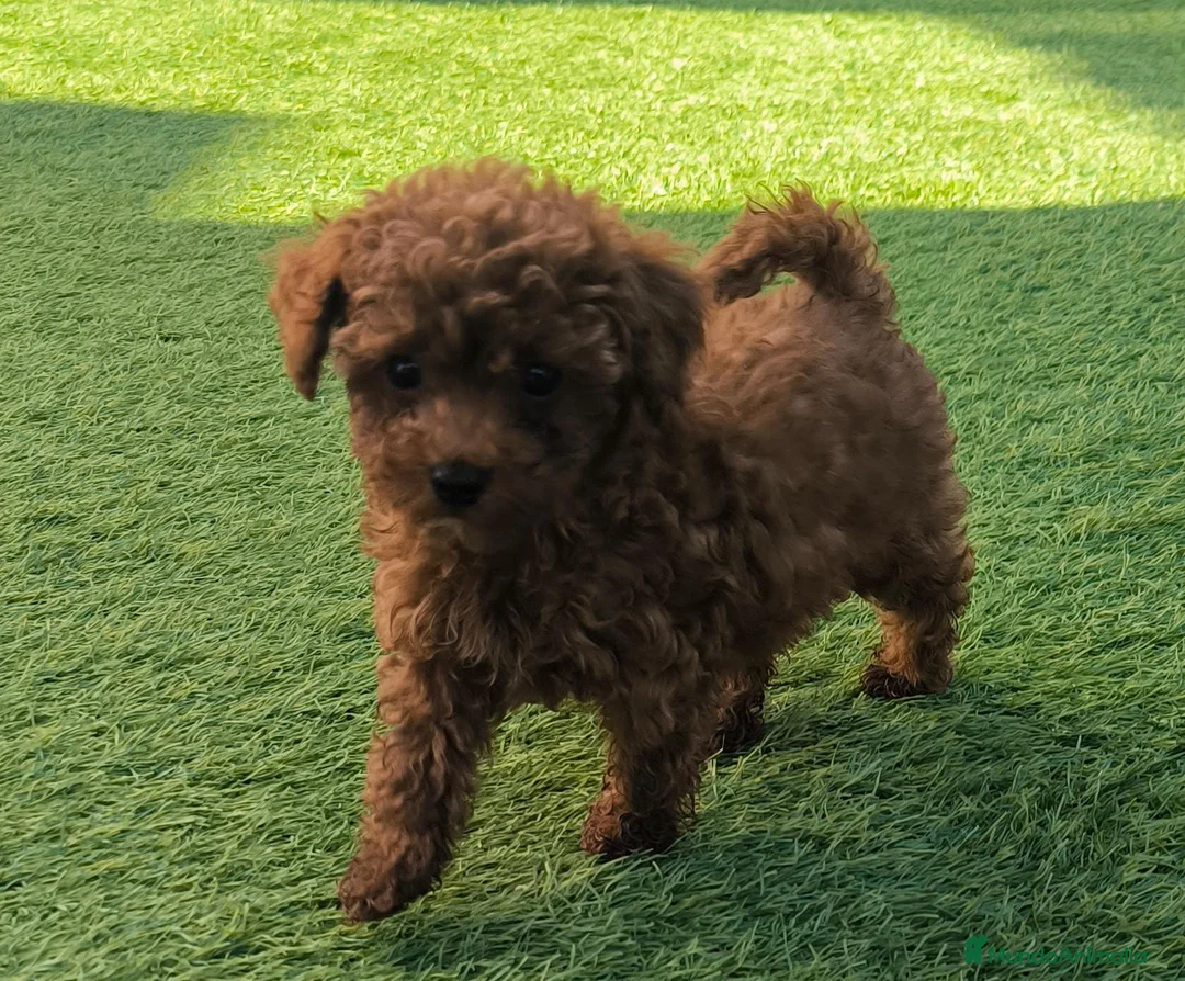 Caniche Toy perros en venta: Caniche Toy rojo  - Anuncio 6