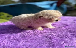 Maltipoo perros en venta: MALTIPOO - Imagen 3