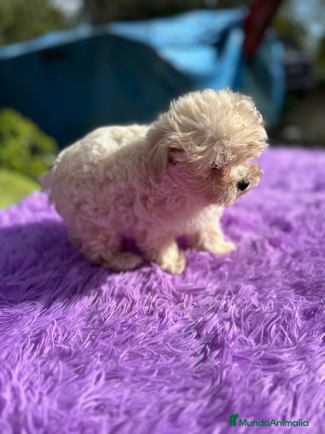 Maltipoo perros en venta: MALTIPOO - Anuncio 3