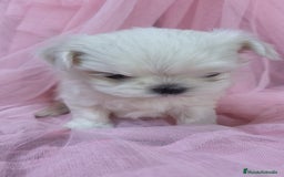 Bichón Maltés perros en venta: Bichón maltes coreano Macho y Hembra  - Imagen 4