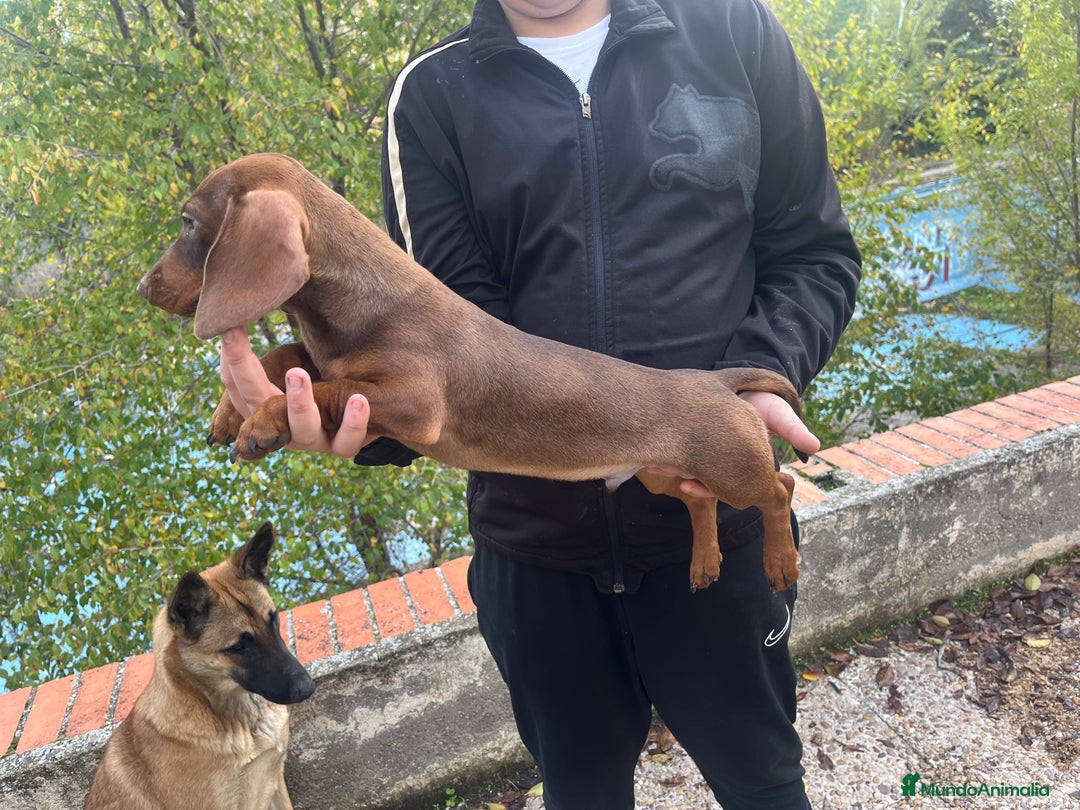 Teckel perros en venta: Teckel  - Anuncio 3