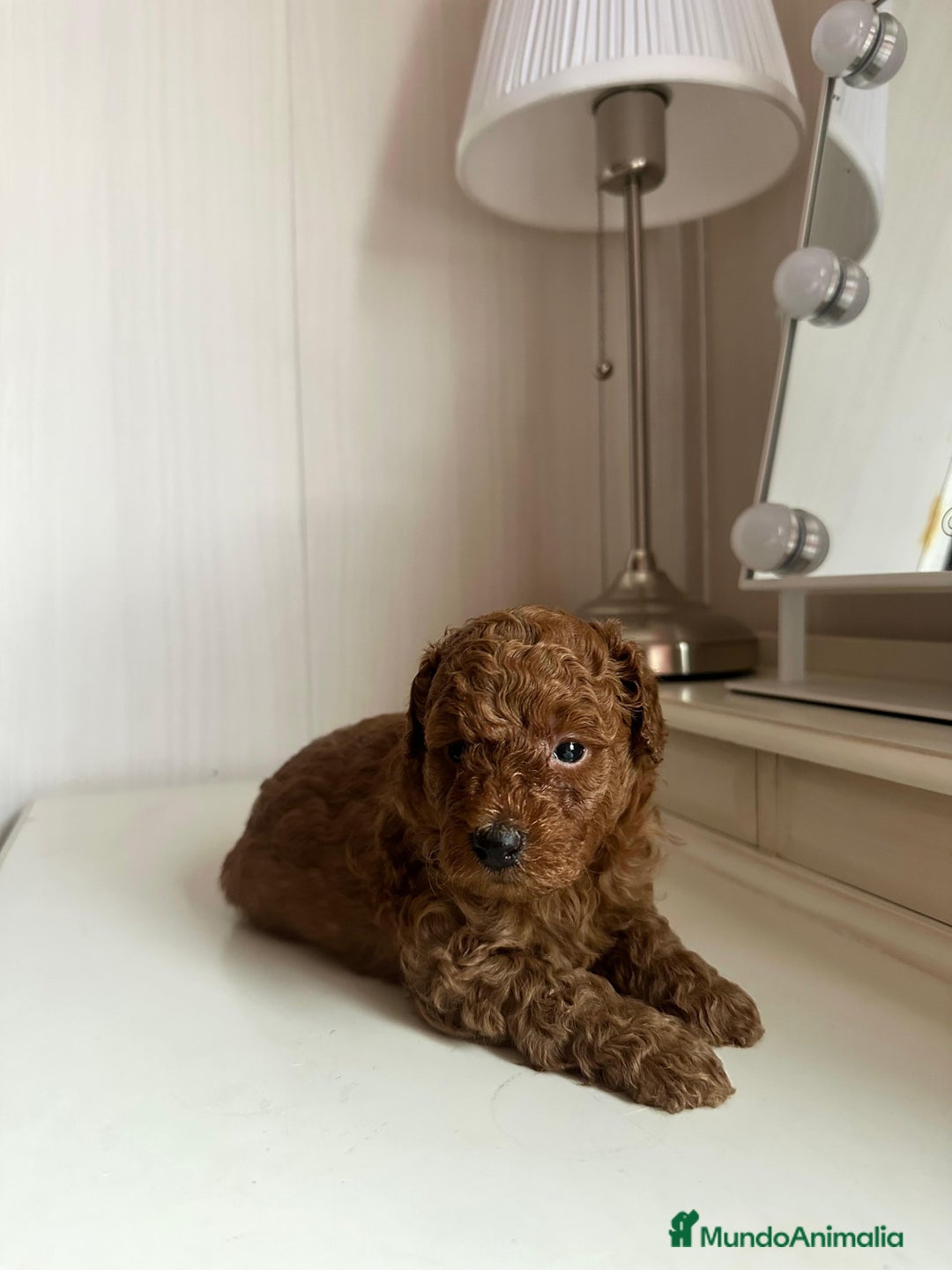 Caniche Toy perros en venta: Venta de caniche toy - Anuncio 2