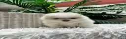 Pomerania perros en venta: POMERANIA  - Anuncio 15