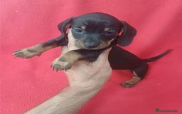Teckel Miniatura perros en venta: Teckel Miniatura Negro y Fuego  - Imagen 1