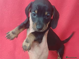 Teckel Miniatura perros - Anuncio 7