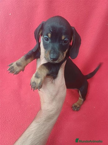 Teckel Miniatura perros - Anuncio 1