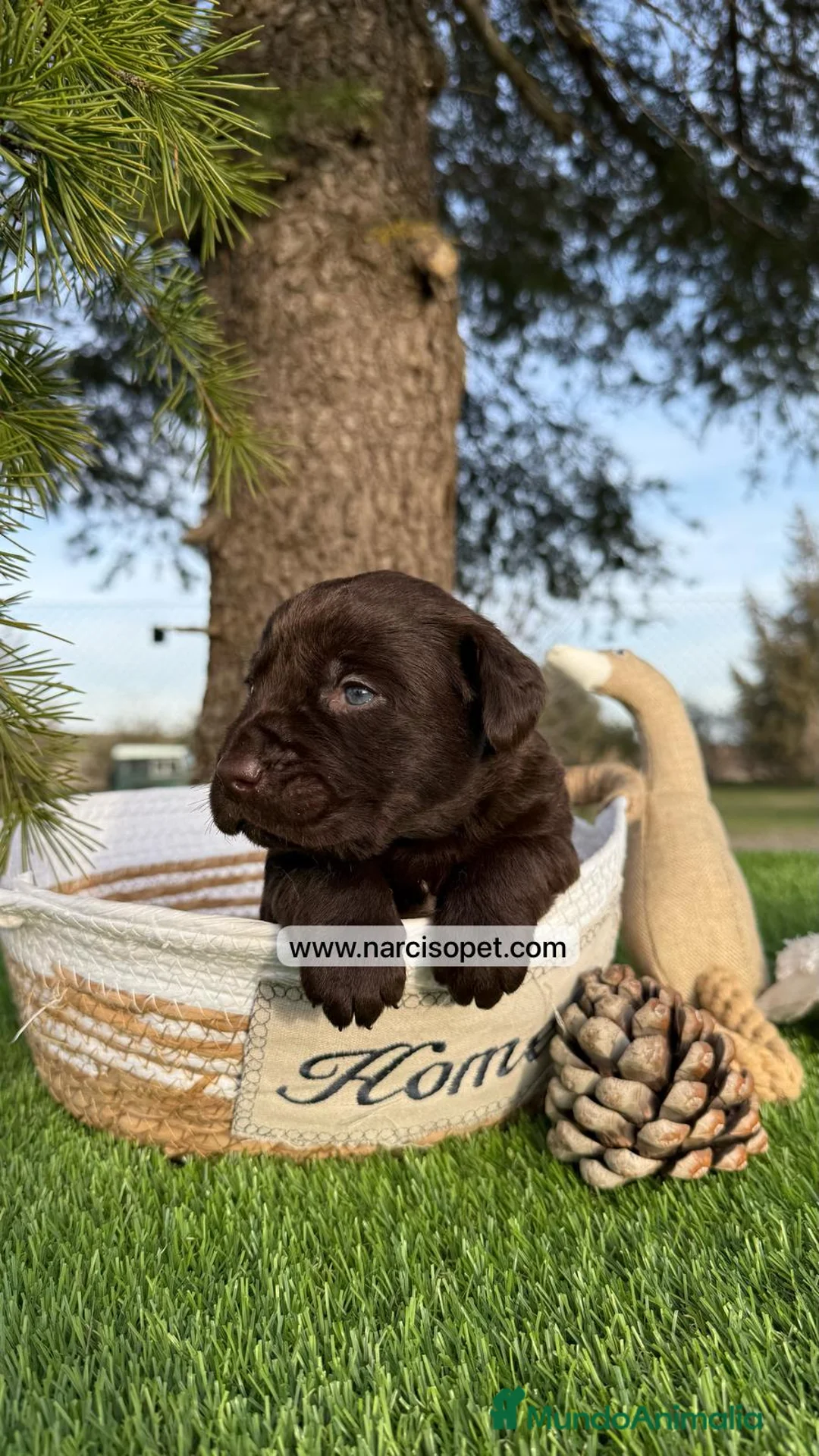 Labrador Retriever perros en venta: LABRADORES CHOCOLATE en Asturias - Anuncio 5