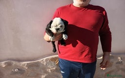 Bulldog Inglés perros en venta: Bulldog ingles preciosa hembra  - Imagen 3