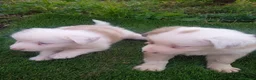 Border Collie perros en venta: Precioso border collie - Anuncio 8