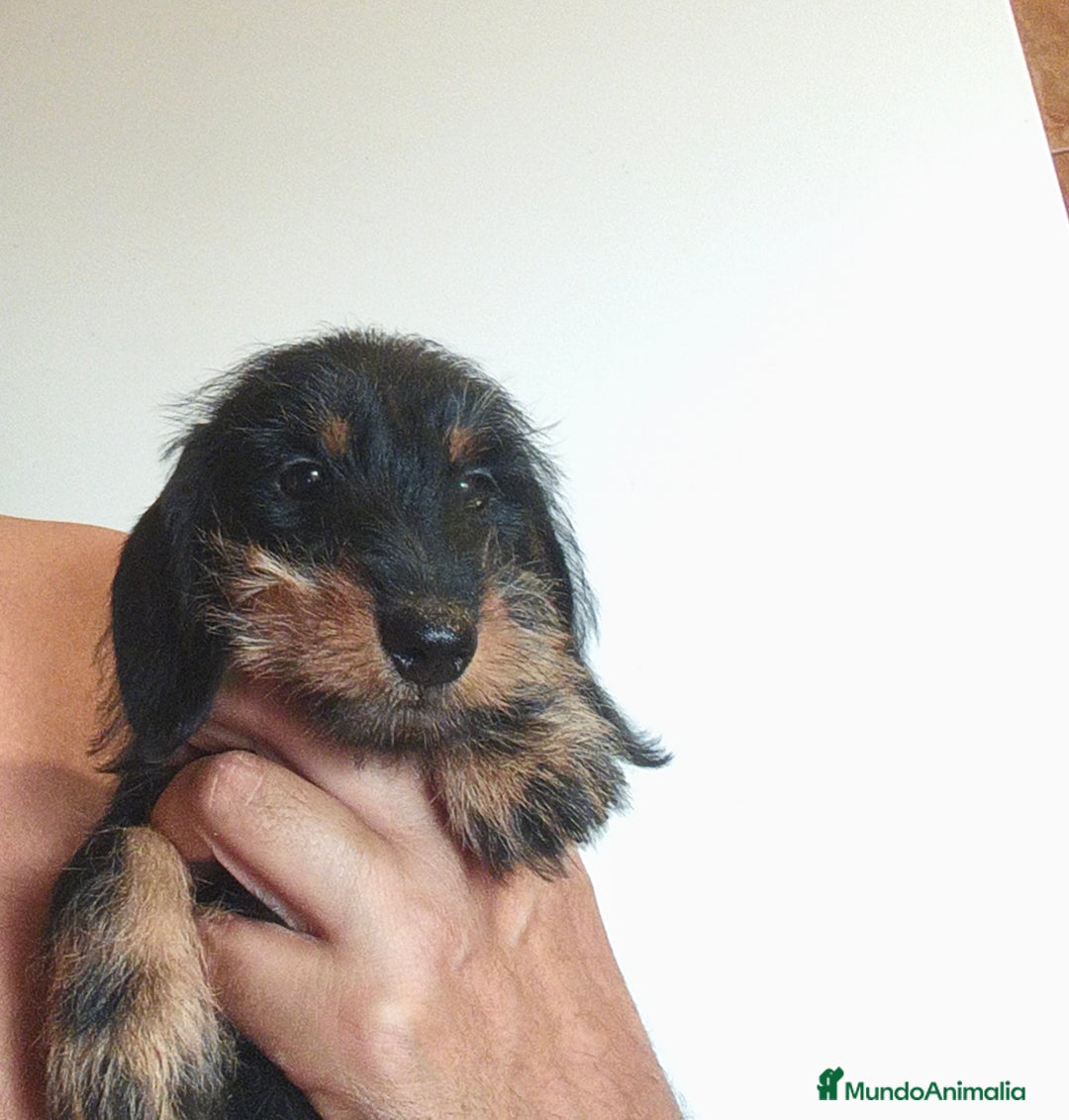 Teckel perros en venta: Tekel kaninchen Pelo Duro – Negro y Fuego ✨ - Imagen 5