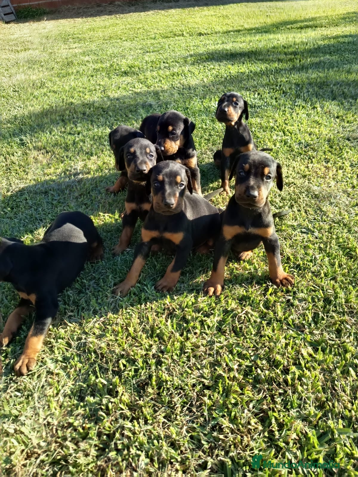 Dobermann perros Camada de dóberman negro fuego - Anuncio 1