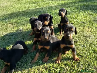 Dobermann perros Camada de dóberman negro fuego - Anuncio 1