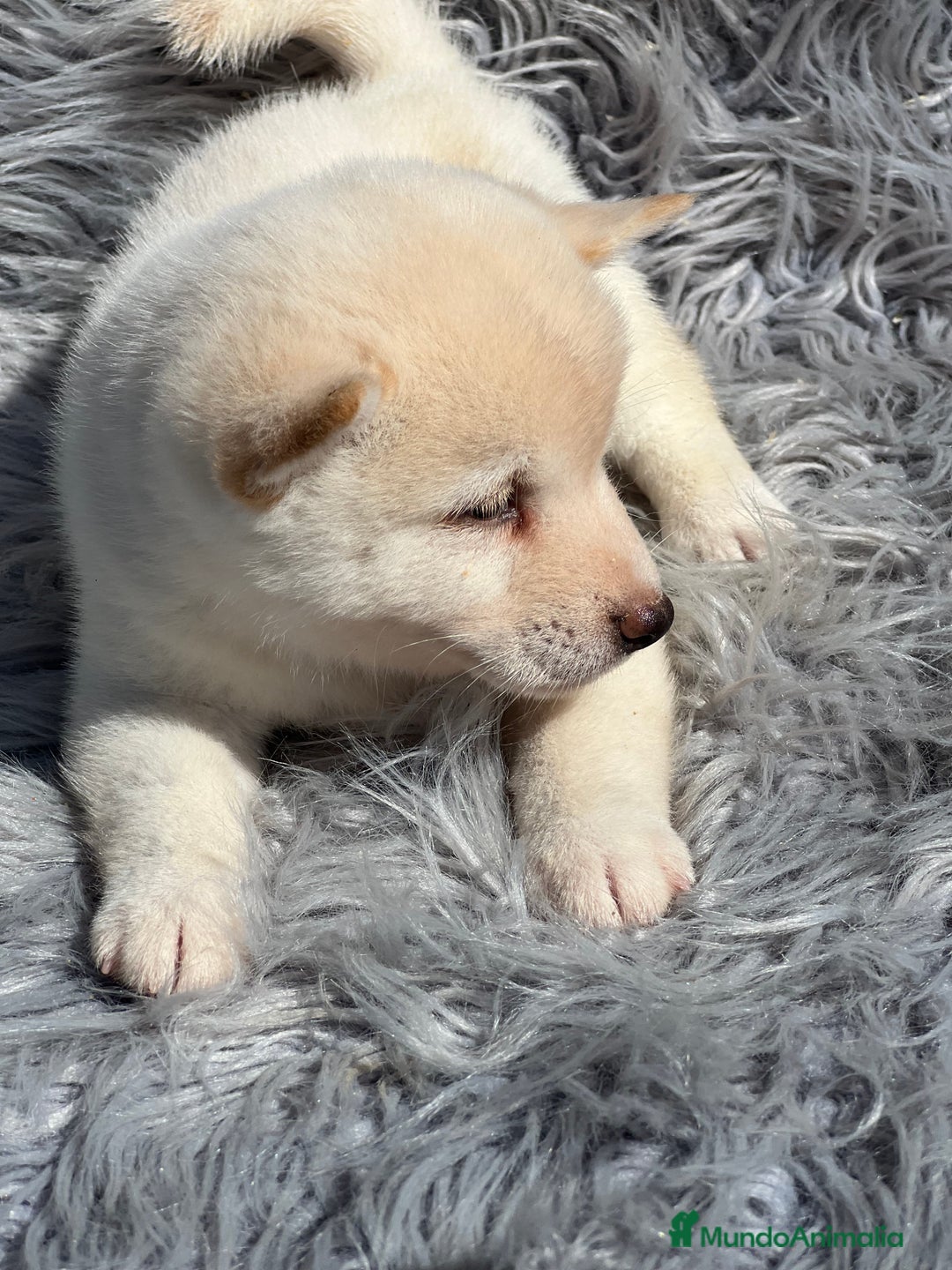 Shiba Inu perros en venta: Shiba inu blanco  - Imagen 6