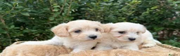 Raza Mixta perros en venta: CACHORRITOS MALTIPOO F1 - Anuncio 3
