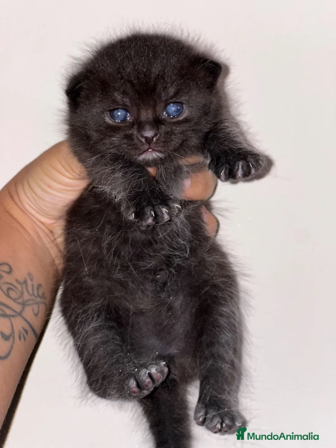 Británico de Pelo Corto gatos en venta: MACHITO NEGRO BRITISH SHORTHAIR  - Anuncio 2