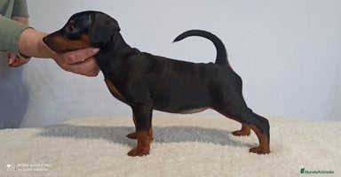 Pinscher Miniatura perros en Ciudad Real - Anuncio 11